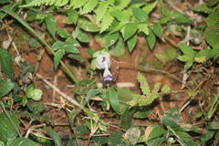 Strobilanthes heyneanus